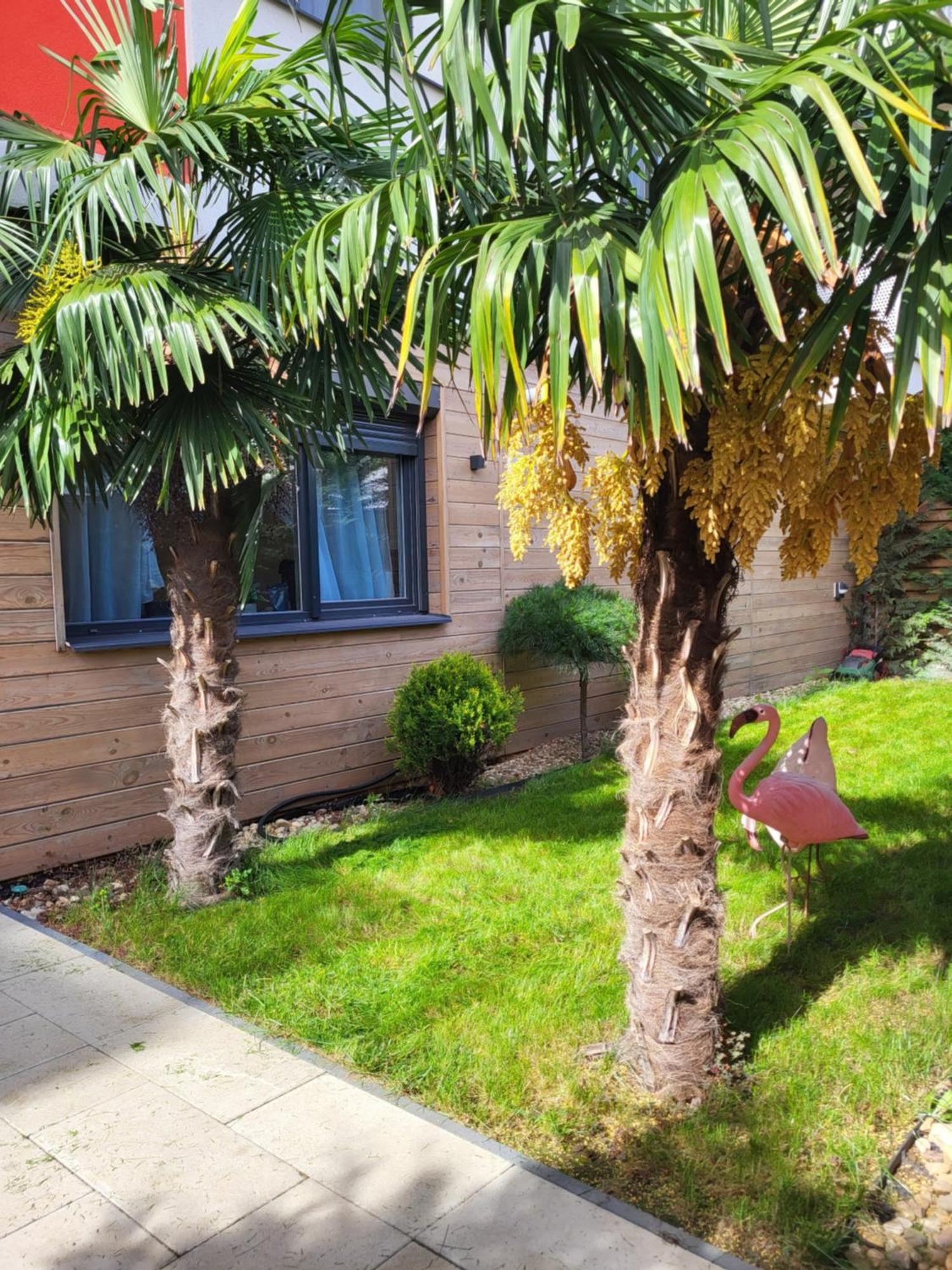 Sika Garden Apartment Arad Ngoại thất bức ảnh